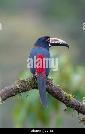 (Pteroglossus aracari à collier torquatus) assis sur branche, Costa Rica Banque D'Images
