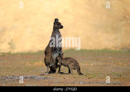 Kangourou gris de l'Ouest (Macropus fuliginosus fuliginosus), jeune mère allaitant, avec de jeunes adultes, l'île Kangourou Banque D'Images