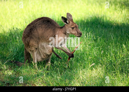 Le kangourou gris (Macropus giganteus), femelle adulte avec l'écorce d'eucalyptus, Mount Lofty, Australie du Sud, Australie Banque D'Images