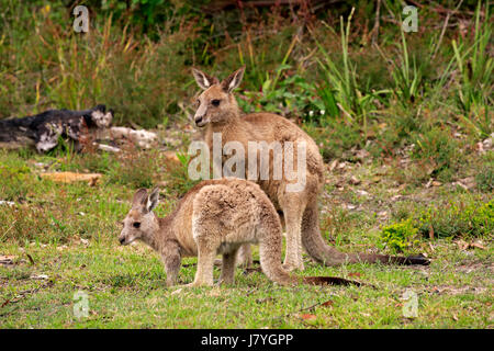 Le kangourou gris (Macropus giganteus), avec de jeunes adultes de sexe féminin, animal joyeux Beach, Murramarang National Park Banque D'Images