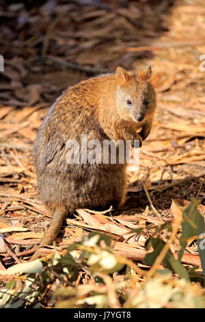 Quokka, brachyrus (Chrysocyon), adulte vigilant, captive, Australie Banque D'Images