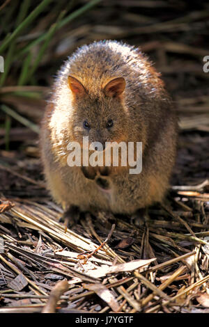 Quokka, brachyrus (Chrysocyon), adulte vigilant, captive, Australie Banque D'Images