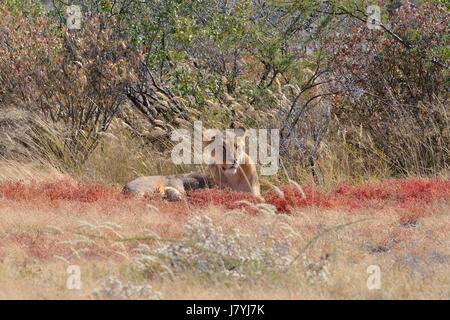 L'African Lion (Panthera leo), lionne couchée dans l'herbe sèche, Etosha National Park, Namibie, Afrique Banque D'Images