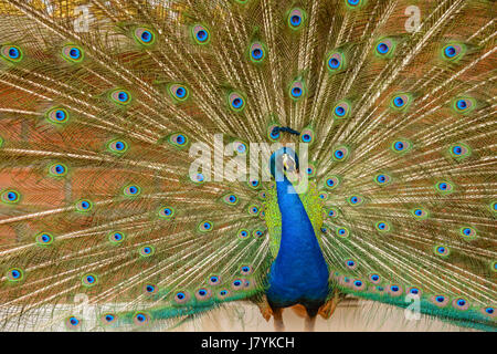Peacock s'étend ses belles plumes de queue. Banque D'Images