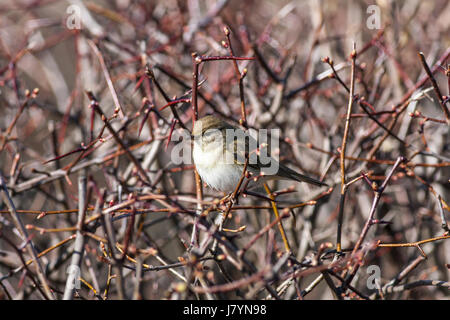 Un oiseau, willow warbler se trouve dans un faisceau blanc-suédois. Une bonne protection pour les chats. Banque D'Images