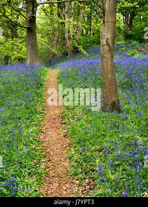 Chemin à travers Bluebells à Middleton Woods près de Bradford West Yorkshire Angleterre Banque D'Images