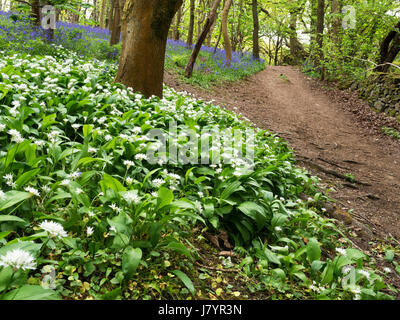 L'ail sauvage et de fleurs jacinthes à Middleton Woods près de Bradford West Yorkshire Angleterre Banque D'Images