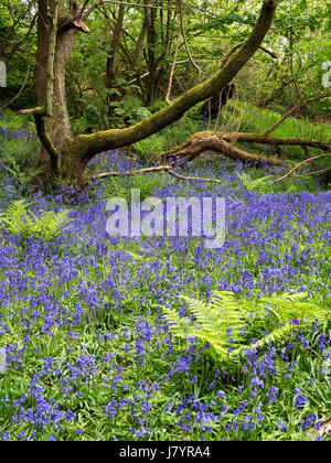 Bluebells à Middleton Woods près de Bradford West Yorkshire Angleterre Banque D'Images