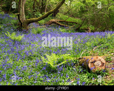 Bluebells à Middleton Woods près de Bradford West Yorkshire Angleterre Banque D'Images