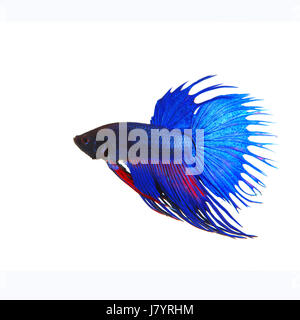 Vue de côté de belle couronne bleue queue de poisson thaï siamois combats betta show full sous forme de fin et crowntail fond blanc isolé utilisation pour animalsa Banque D'Images