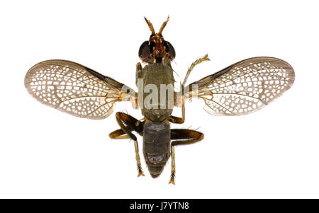 Snail-Killing voler sur fond blanc - Coremacera marginata (Fabricius, 1775) Banque D'Images