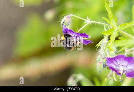 Au début de l'alimentation sur les bourdons hardy fleur de géranium Banque D'Images