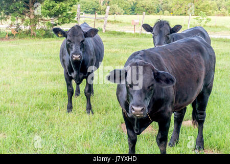 Black Angus vaches Texas Banque D'Images