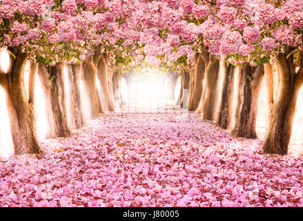 Tomber sur le pétale de fleur rose tunnel romantique arbres / tree Blossom romantique sur fond nature dans la saison du printemps / flowers Background Banque D'Images