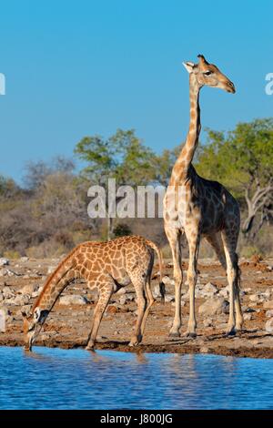 Les Girafes girafes angolais ou namibienne (Giraffa camelopardalis), la mère avec les jeunes de l'alcool au point d'Etosha National Park, Namibie, Afrique Banque D'Images