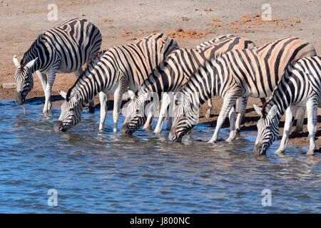 Troupeau de zèbres de Burchell (Equus quagga burchellii), boire à Waterhole, Etosha National Park, Namibie, Afrique Banque D'Images