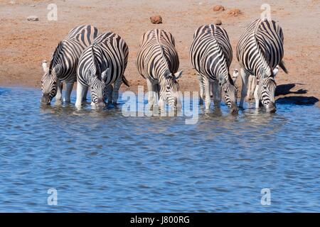 Troupeau de zèbres de Burchell (Equus quagga burchellii) boire au point d'Etosha National Park, Namibie, Afrique Banque D'Images