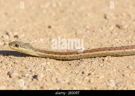 Coast (Thamnophis elegans terrestris) Banque D'Images