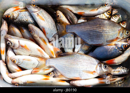 Poissons du lac frais dans un seau en plastique Banque D'Images