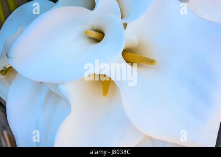 Fleurs Calla exposés aux fleurs du marché et en attente de vente. enchante Banque D'Images