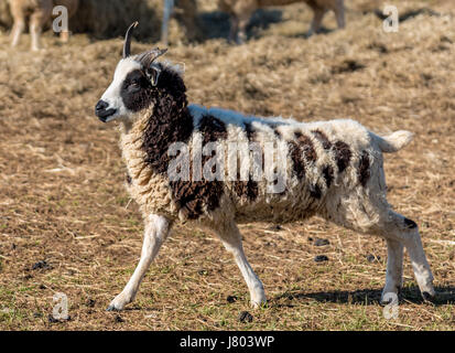 Jacob race rare des moutons paissant dans soleil du printemps Banque D'Images