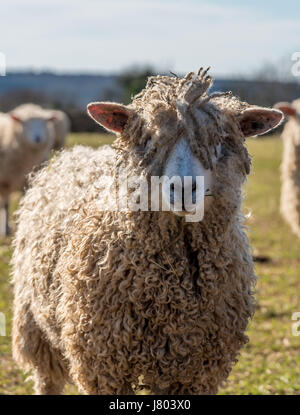 Cotswold race rare des moutons paissant dans soleil du printemps Banque D'Images