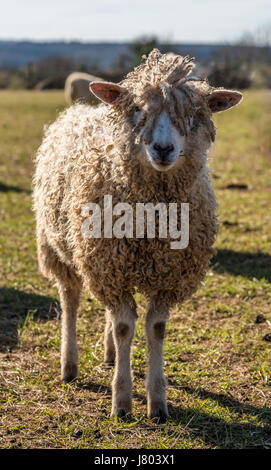 Cotswold race rare des moutons paissant dans soleil du printemps Banque D'Images