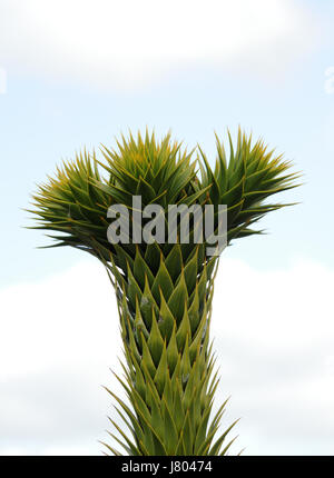 La pointe d'un jeune arbre monkey puzzle (Araucaria araucana). Bedgebury Forêt, Kent, UK. Banque D'Images