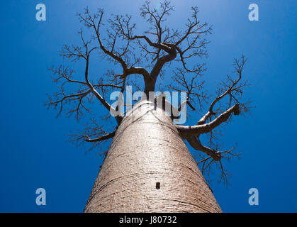 Baobab sur fond bleu ciel. Madagascar. Banque D'Images