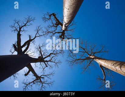 Baobab sur fond bleu ciel. Madagascar. Banque D'Images