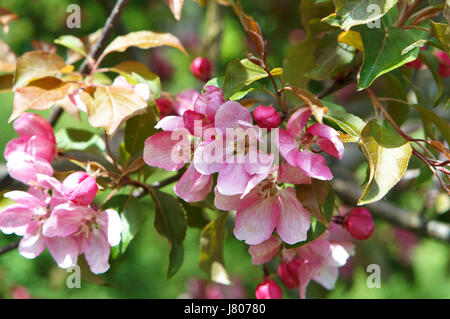 La floraison de l'apple au printemps, les fleurs au printemps les arbres Banque D'Images