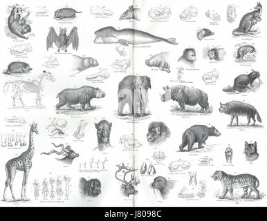 Structure & classification des mammifères 19e siècle illustration Banque D'Images