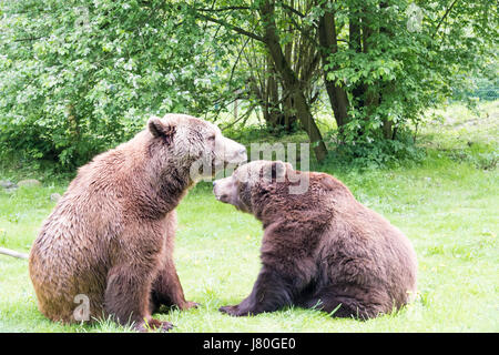 A secouru deux ours bruns à Barenwald, Mecklenburg-Vorpommern, Allemagne Banque D'Images