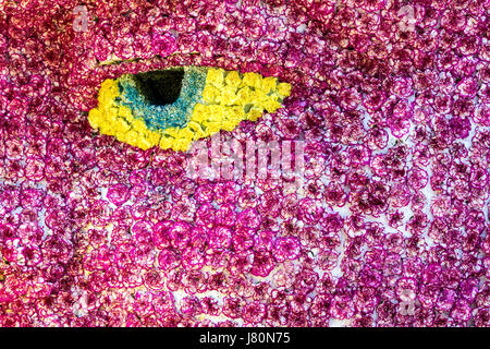 Bouquet de fleurs rouges et blanches avec des œillets à oeil jaune pour l'utiliser comme arrière-plan de la nature. Banque D'Images