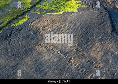 Début de trace de tétrapodes, Valentia Island, comté de Kerry, Irlande Banque D'Images