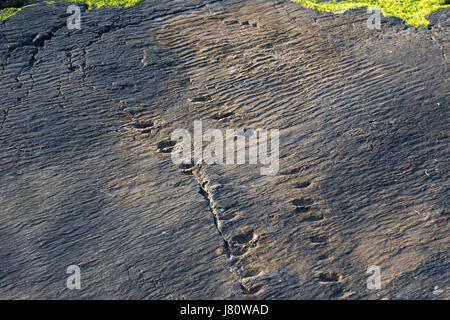 Début de trace de tétrapodes, Valentia Island, comté de Kerry, Irlande Banque D'Images