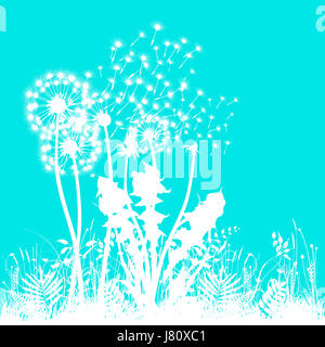 Pissenlit blanc turquoise sur Banque D'Images