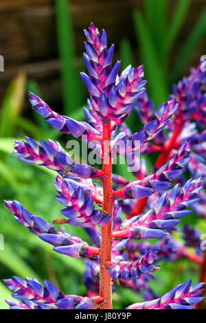 L'Aechmea Blue Tango Bromelia Banque D'Images