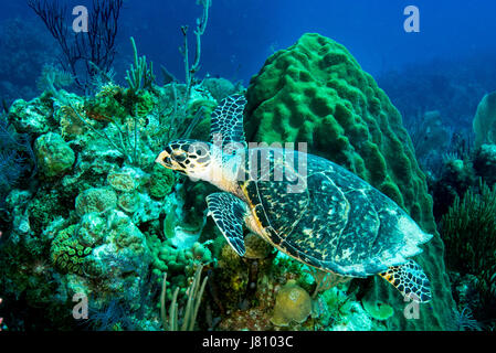 Une croisière de la tortue imbriquée dans les eaux de la Queen's Gardens, Cuba Banque D'Images