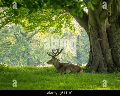 Red Deer, Wollaton Park, Nottingham, Royaume-Uni. Banque D'Images