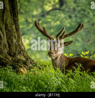 Cerf Red Deer reposant sous un arbre à Wollaton Park, Nottingham, Royaume-Uni. Banque D'Images