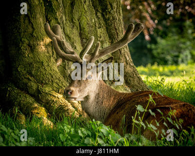 Red Deer, Wollaton Park, Nottingham, Royaume-Uni. Banque D'Images