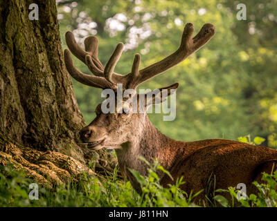 Red Deer, Wollaton Park, Nottingham, Royaume-Uni. Banque D'Images