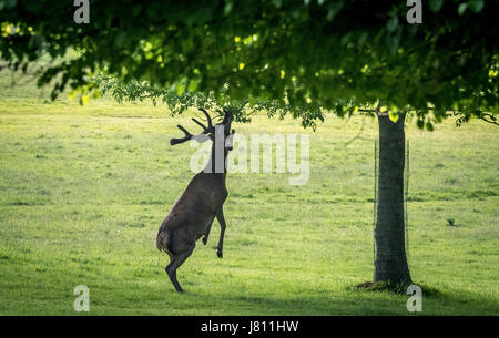 Red Deer, Wollaton Park, Nottingham, Royaume-Uni. Banque D'Images