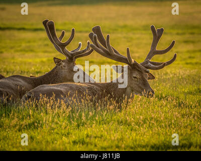 Red Deer, Wollaton Park, Nottingham, Royaume-Uni. Banque D'Images
