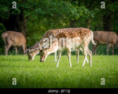 Le daim, Wollaton Park, Nottingham, Royaume-Uni. Banque D'Images