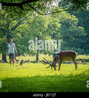 Homme avec chien qui jappe à Red Deer, Wollaton Park, Nottingham, Royaume-Uni. Banque D'Images