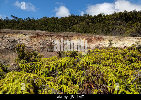 Paysage sauvage le long de la piste de soufre dans les banques à Hawaii Volcanoes National Park. Banque D'Images