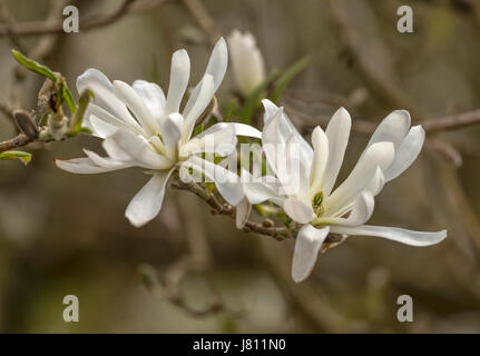 Magnolia stellata, ou étoile de magnolias, la floraison au printemps en Arduaine Garden, Argyll and Bute, Ecosse, Royaume-Uni. Banque D'Images