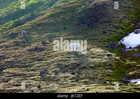 Famille d'ours polaires sur l'île Northbrook Franz-Josef (terre). Cub très sale, de rouleaux à partir de la saillie rocheuse de la colonie d'oiseaux. Rétro-éclairage lumineux et de fourrure b Banque D'Images